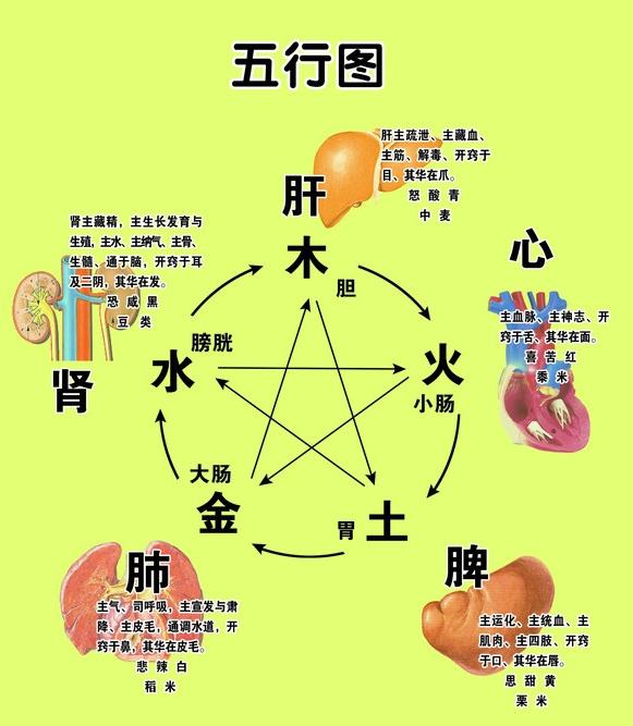 中医理论的“中医藏象说”